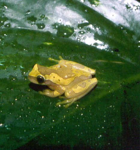 Dendropsophus ebraccatus